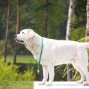 쇼독(Show dog) 이미지