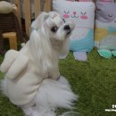 위드천사 이미지