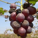 와인의 이해 이미지