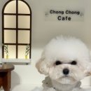 강아지대학로 이미지
