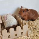 펫엔글라이더 이미지