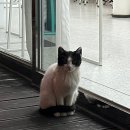카페이루소(IRUSO) 네이버블로그