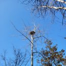 까치둥지 이미지