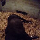 순산목장 이미지