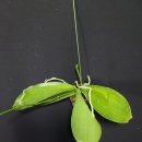 Phalaenopsis lueddemanniana 이미지