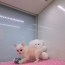 똥강아지 김해 강아지분양 고양이분양 이미지