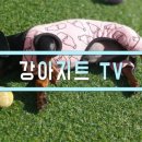 강아지트 이미지