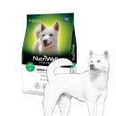 진도견나라 이미지