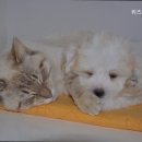 위즈펫 동물병원 이미지