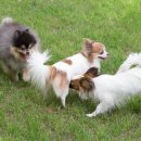 하룻강아지 이미지