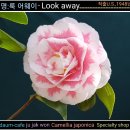 복륜화 미국동백꽃 판매-114번 "명:룩 어웨이/Look away"접목묘 이미지