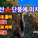 설악산🍁재개방 단풍에 미치다... 흘림골 여심폭포, 주전골 용소폭포 이미지