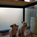 예뻐할개