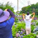 세니의 다락방 | 제주 가족스냅은 제주도 스냅촬영 가격, 비용, 장소 선정까지 훌륭한 올레감사 제주스냅 추천