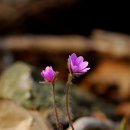 전 부산시장 안상영의 자살(받은 메일) 이미지