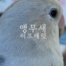리프커피가락 | 강원속초ㅣ아이와 가기 좋은 속초놀거리 앵무새 리프패럿 카페, 24개월 미만 무료