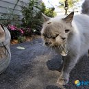 산책하는 고양이 이미지