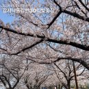 부산대저고등학교 | 변30리벚꽃길 : 하단역 1번 출구 ~ 신포나루공원 ~ 맥도생태공원 ~ 대저생태공원 ~ 강서구청역 1번 출구