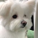 봉봉애견카페호텔 이미지