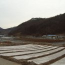 진밭들