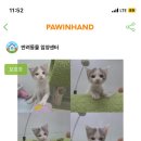 인동22길-1 | 포인핸드 입양후기🐈