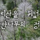 지리산 나무처럼 Daum카페