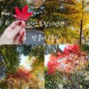 (주)동남레미콘 | 국내 가을 여행지, 가을에 가볼 만한 곳 &#39;천안독립기념관 단풍나무숲길, 현재 단풍 상황