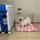 HM메디텍 | 우리 곰돌이 폐수종 진단 후 산소방 임대했어요.. (feat. 곰돌아 사랑해)