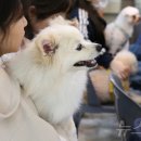 피노키오 자연휴양림 야영장 이미지