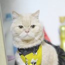 멍이날개 이미지