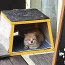 달곰디 이미지