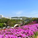 (주)군포여객 | 2026 군포 철쭉축제 주말 솔직후기/축제 이후 평일 추천