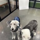 휘게 펫케어 이미지