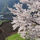 고향의 봄 이미지