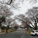 CU(벚꽃점) 이미지