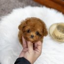 일산 강아지분양 스마트독 이미지