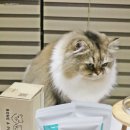 고양이 요거트 동결건조 간식 강아지 겸용 유산균 급여 후기
