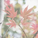 고요정원 이미지