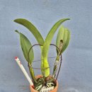 C. trianaei 'A.C.Burrage' 이미지