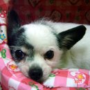 강이랑 아지랑 이미지