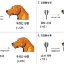 학습심리학 이미지