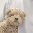 댕댕프렌즈 이미지