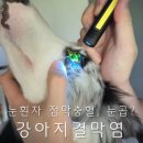 아주동물병원 | 강아지 눈충혈 눈곱 결막염일까? 안충일까? 동물병원다녀온 후기 병원비
