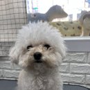 언니네강아지 | [오산 애견미용] 동글동글 귀요미 비숑 감자의 하이바 가위컷 변신후기 언니네펫 이용일기 🥔