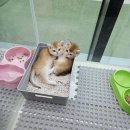Dream Cat (드림캣) | 수원고양이분양_드림캣🐈