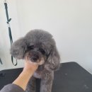 왓츠그루멍 다산 애견미용실 이미지