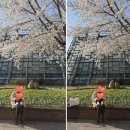 목련 어린이공원(어17) | 봄나들이 벚꽃명소, 서울어린이대공원 아기랑 벚꽃구경🌸 (방문일 2026.04.02)