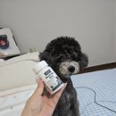 아나포유 | 강아지 알로페시아 피부염 발사탕 탈출! 아나포유 알앤유 수의사 영양제 2주 급여 후기