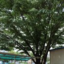 송죽초등학교 이미지