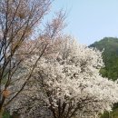 박달재휴양림 이미지